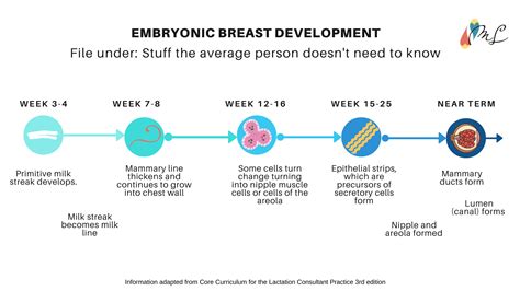 Normal Breast Development and Changes